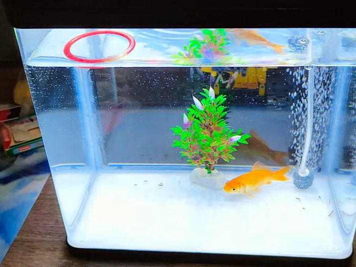 Fish feeder that doesn't sink