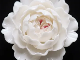 牡丹花2