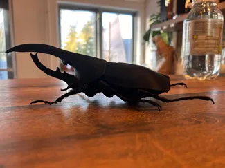 Herkuleskäfer