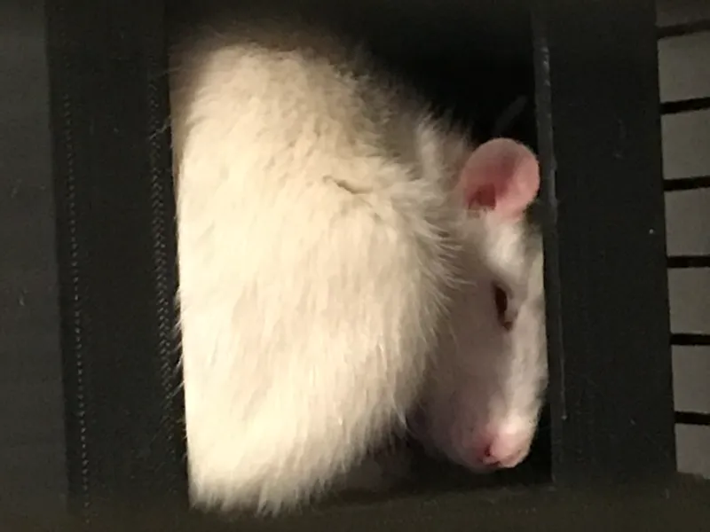 Rat/Small Animal Box