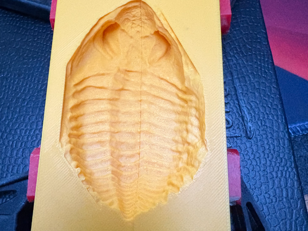 Trilobite with big eyes