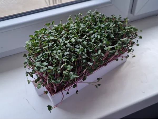 https://makerworld.bblmw.com/makerworld/model/US9cd9390dc9d332/design/2025-03-16_5233b18bd9c53.jpg