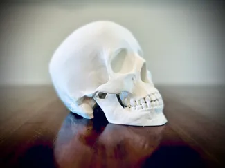 Human Skull