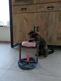 cat_fish_toy_easy (with support material)