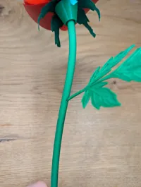 stem and leaves