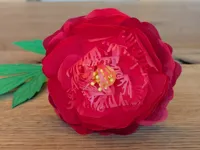 peony normal