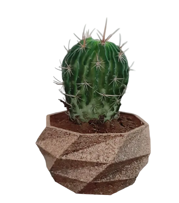Pot low poly pour cactus