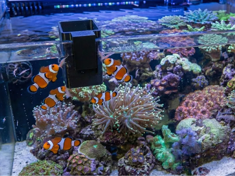 Fish feeder for frozen food