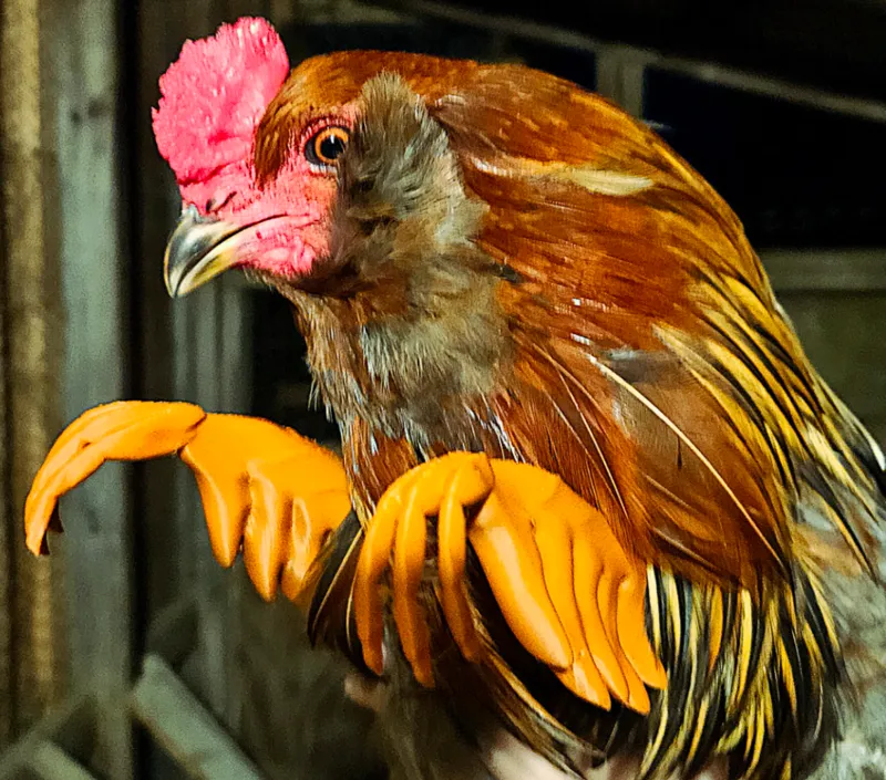 raptor chicken arms