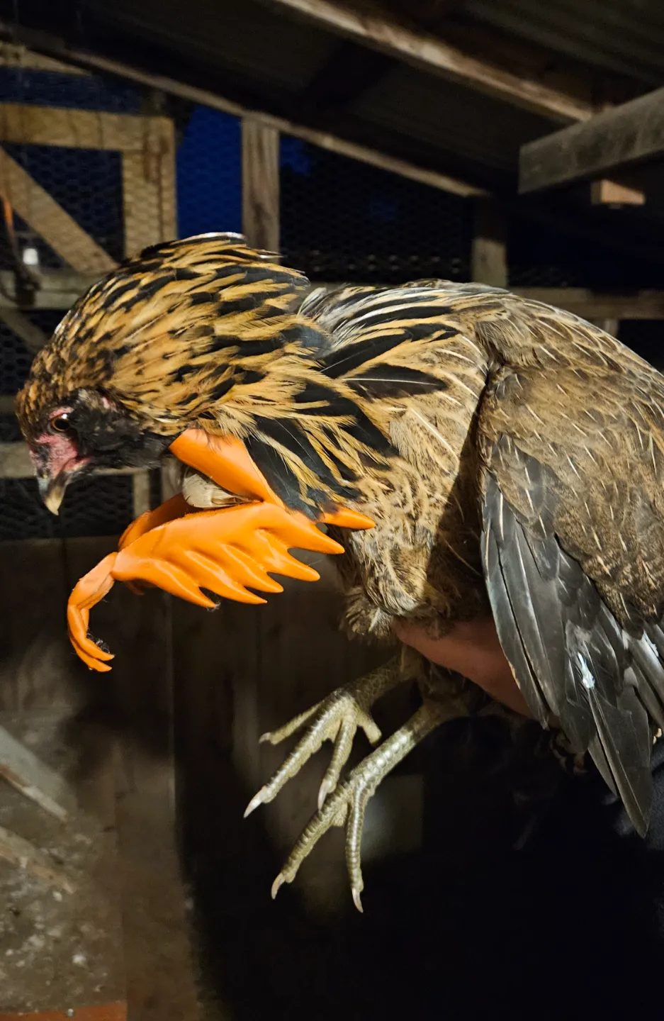 raptor chicken arms by mando commando - MakerWorld