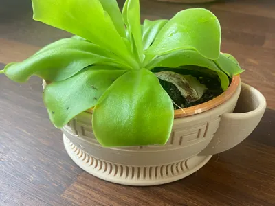 Teacup 