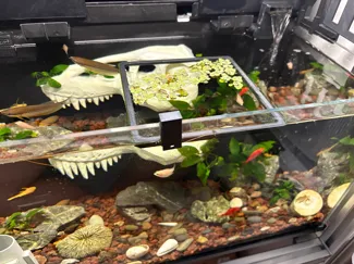 鱼缸漂浮植物养殖圈