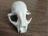 0.12mm layer, 2 walls, 15% infill