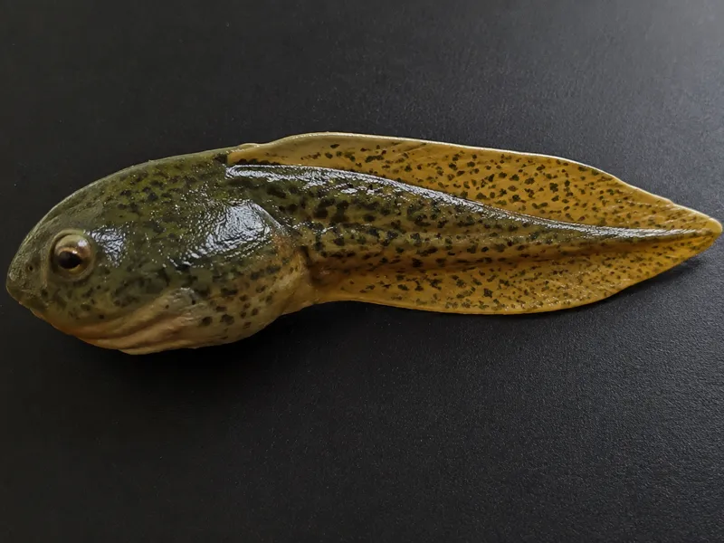Bullfrog Tadpole