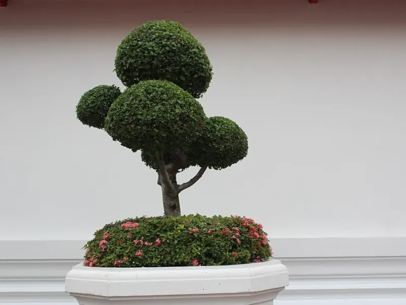 bonsai tree v2
