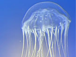 Lithphane JellyFish