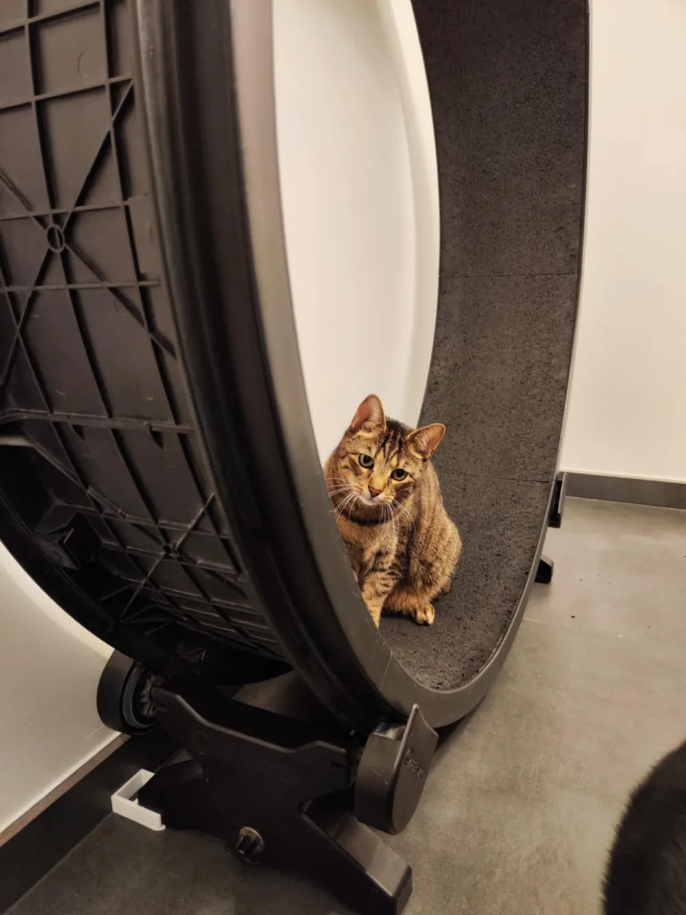 Wall Spacer for One Fast Cat Wheel (Gen 5) by Daan - MakerWorld