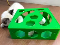 孔洞猫玩具