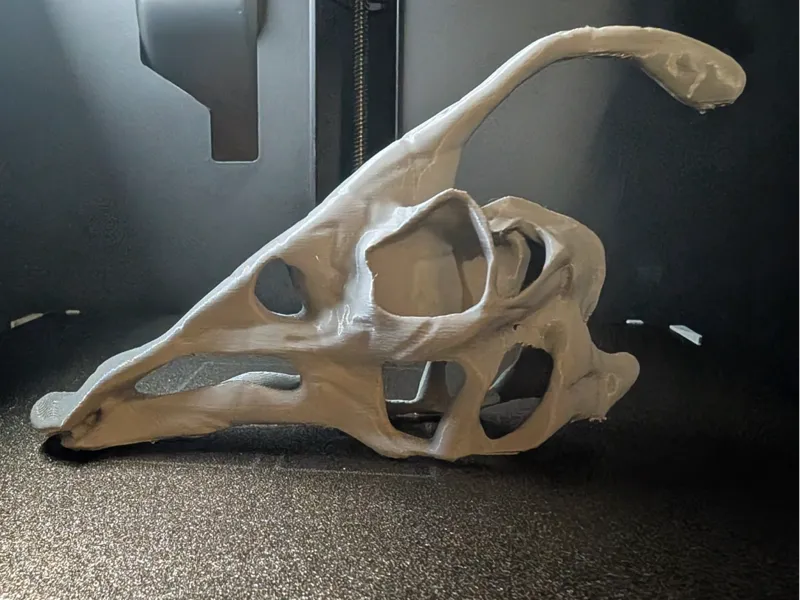Dinosaur Parasaurolophus Skull