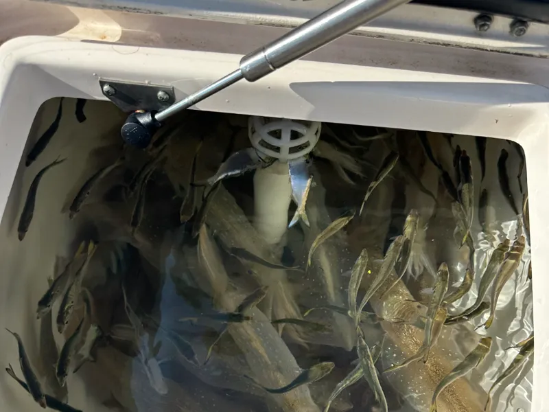 Bait tank drain tube cover