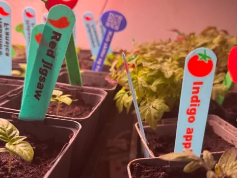 Chili/tomato Plantsign