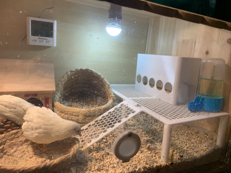 芦丁鸡5孔喂食盒