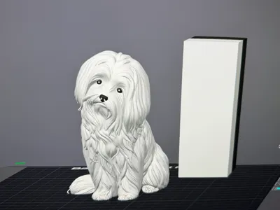 Maltese Dog