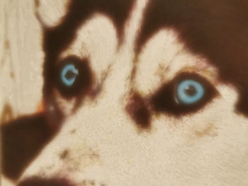Lithophane Bild von Hund