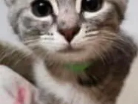 juno
