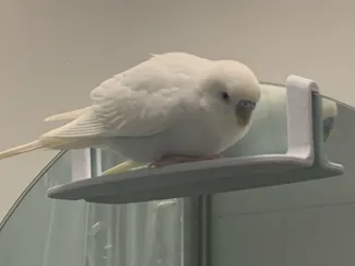 Bathroom Mirror Bird Perch