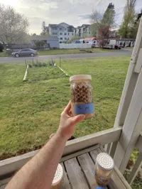 The Cleaner Fly Culture with Mason Jar Top