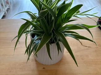 Blumentopf 120 Horst