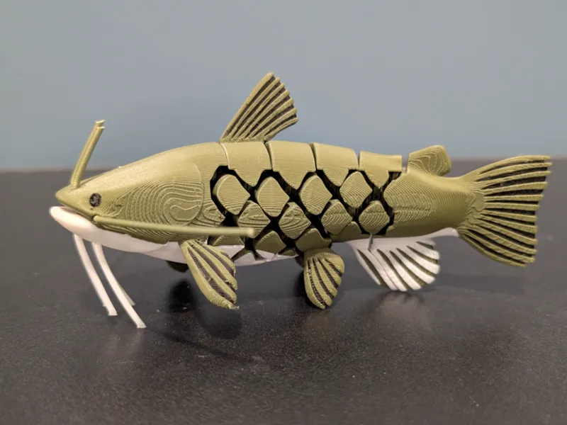 Articulated Flathead Catfish