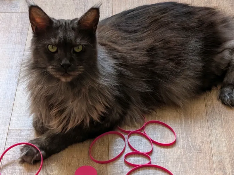 Simple Cat Toy Collection