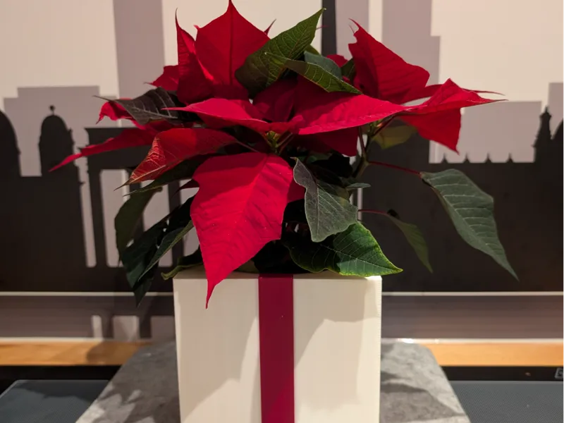 Weihnachtsstern Geschenktopf