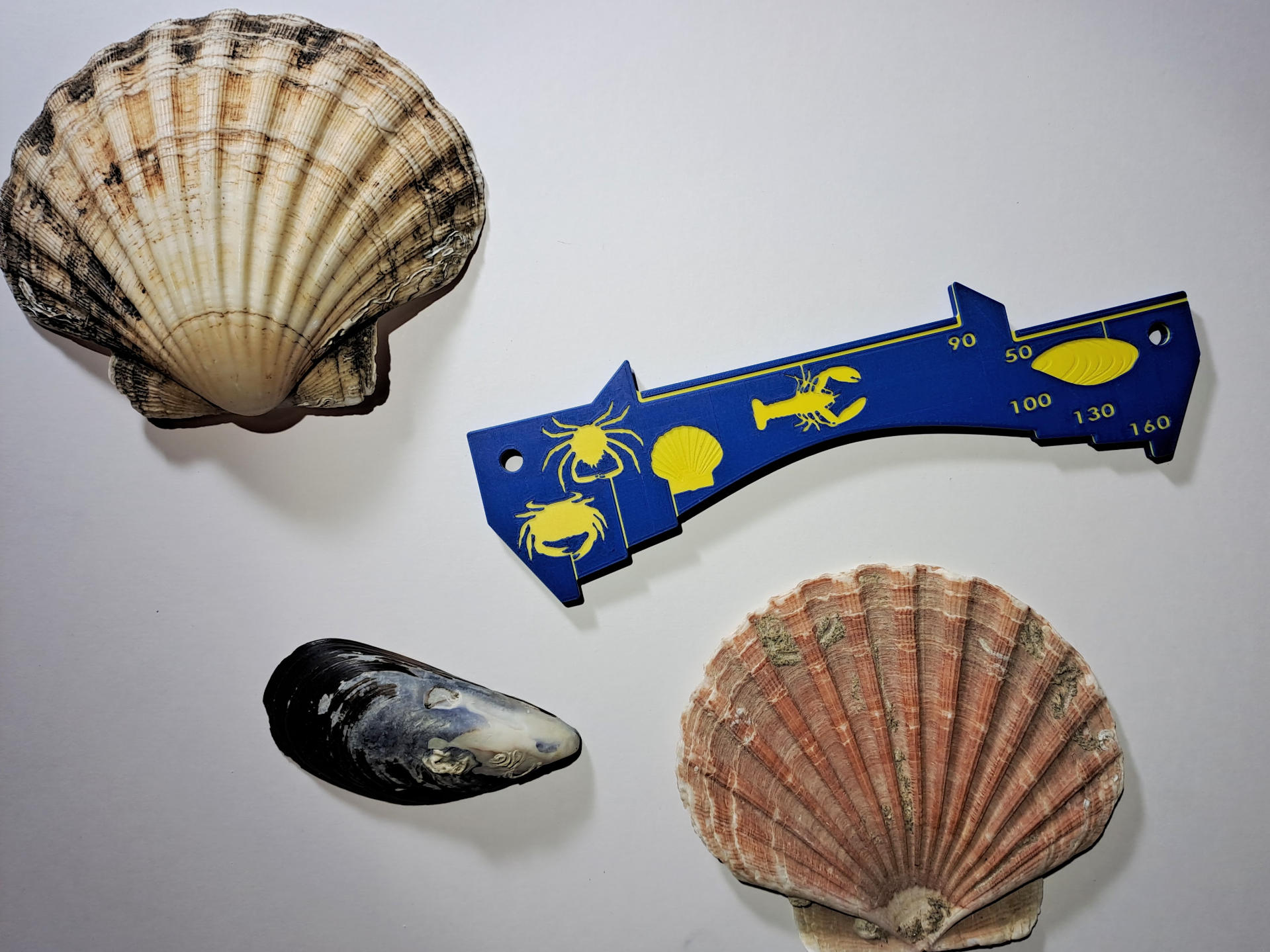 Shellfish Gauge for Devon & Cornwall