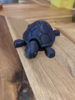 Petites tortues — photo 2