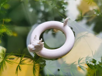 Dragon Boat swimming ring/feeding ring