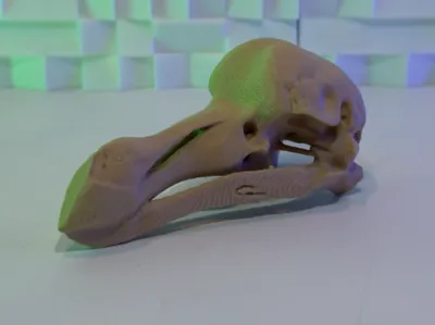 Dodo skull V2 (10-25 Grams)