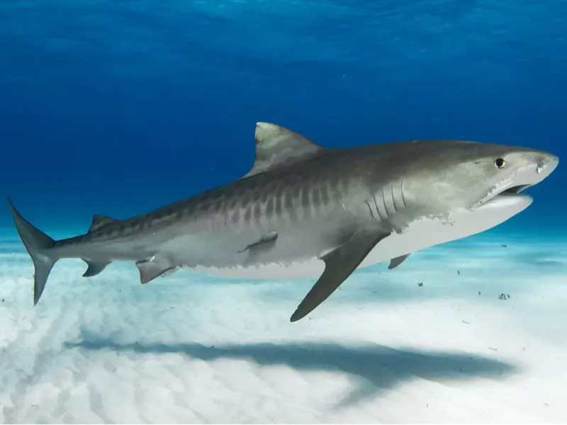 Stylized Shark Wall Decor/3D Printed Shark Figure