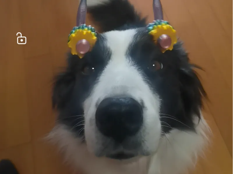狗狗按摩器
