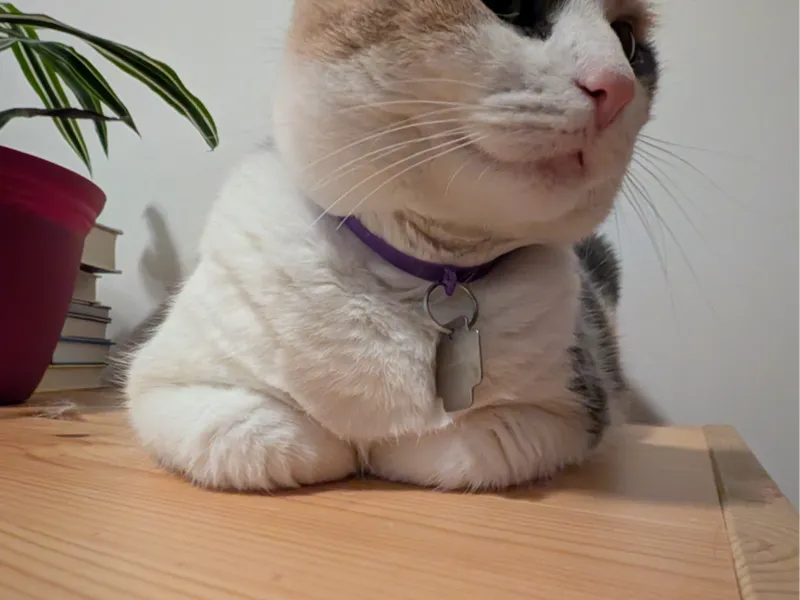 Cat collar in TPU