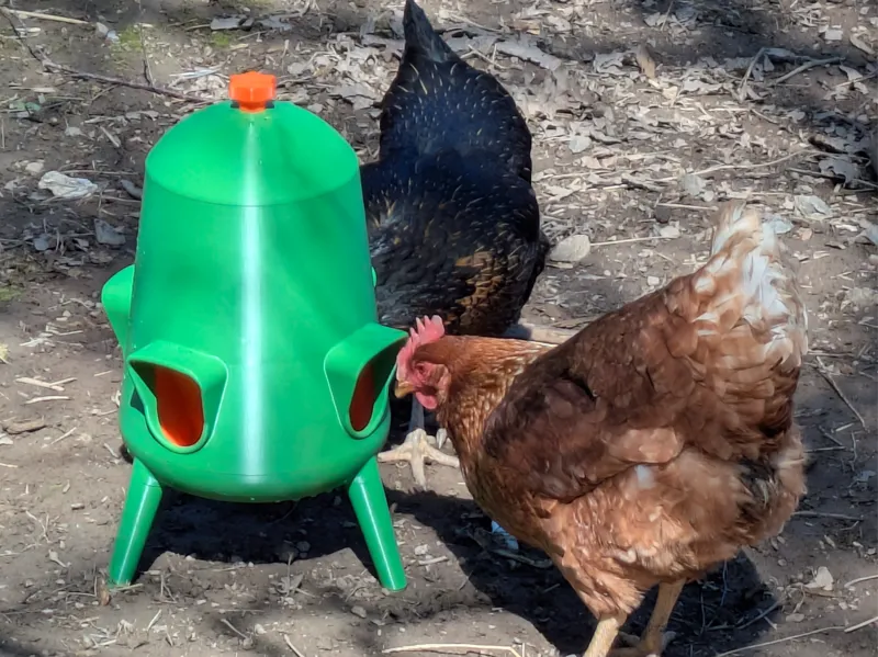Mangeoires pour poules
