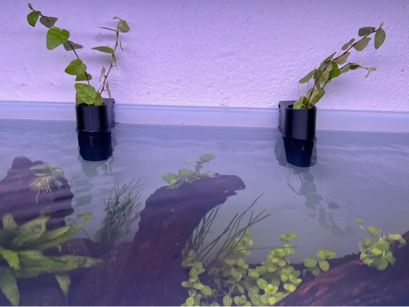 Pflanzenhalter Aquarium