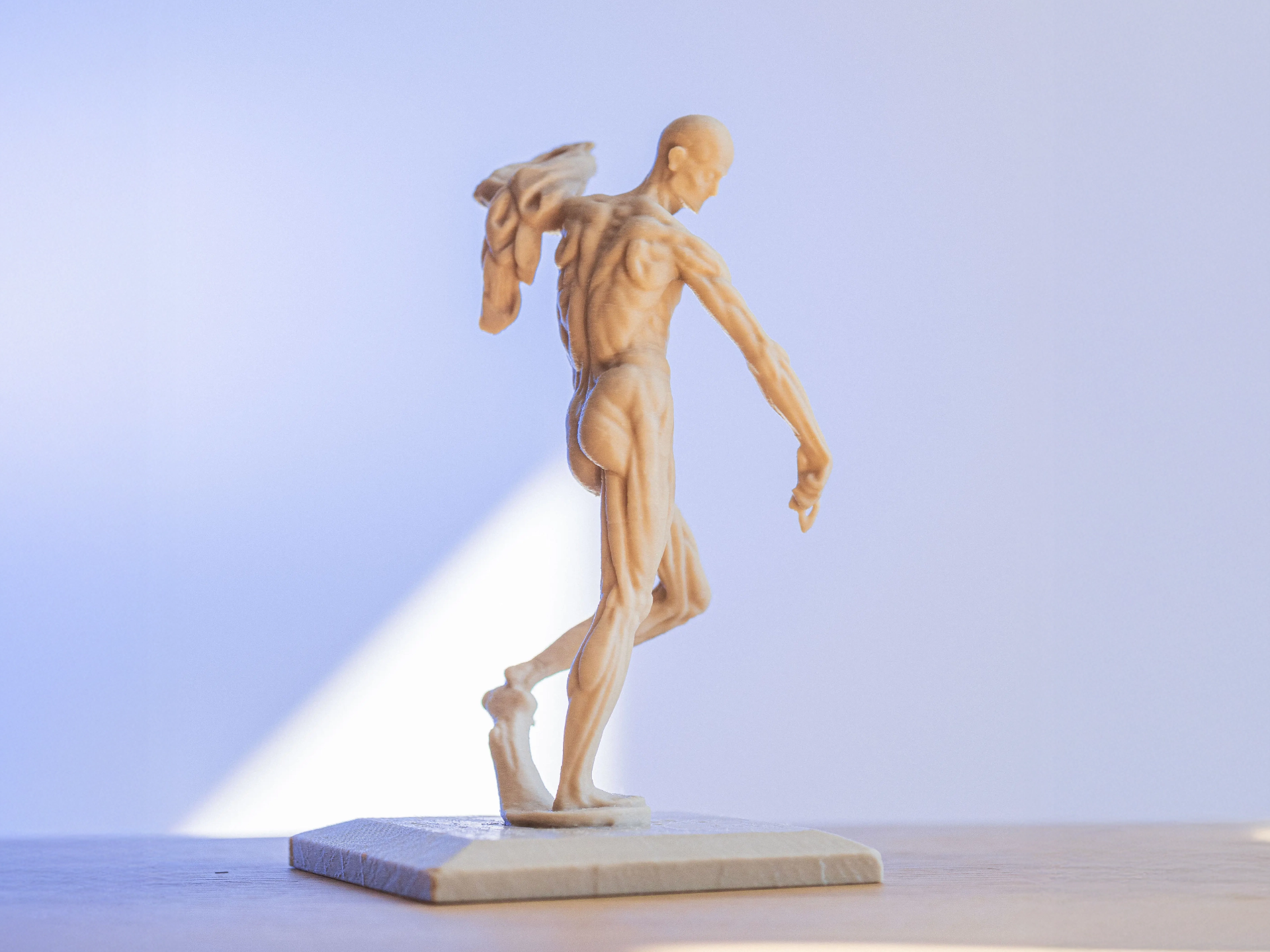 Anatomical model – écorché