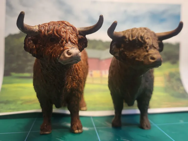 cow Higland bull cow