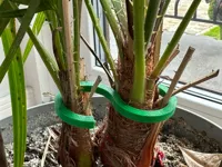 Support pour tige de plante — photo 2