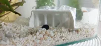 • 0.2mm layer • 2 walls • 15% infill • Cave Without Anchors