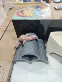 0.2mm layer, 4 walls, 30% infill