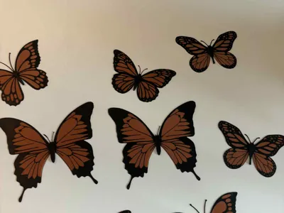 butterfly